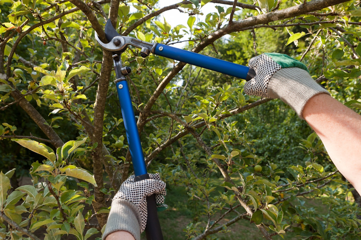 Caring for Your Trees