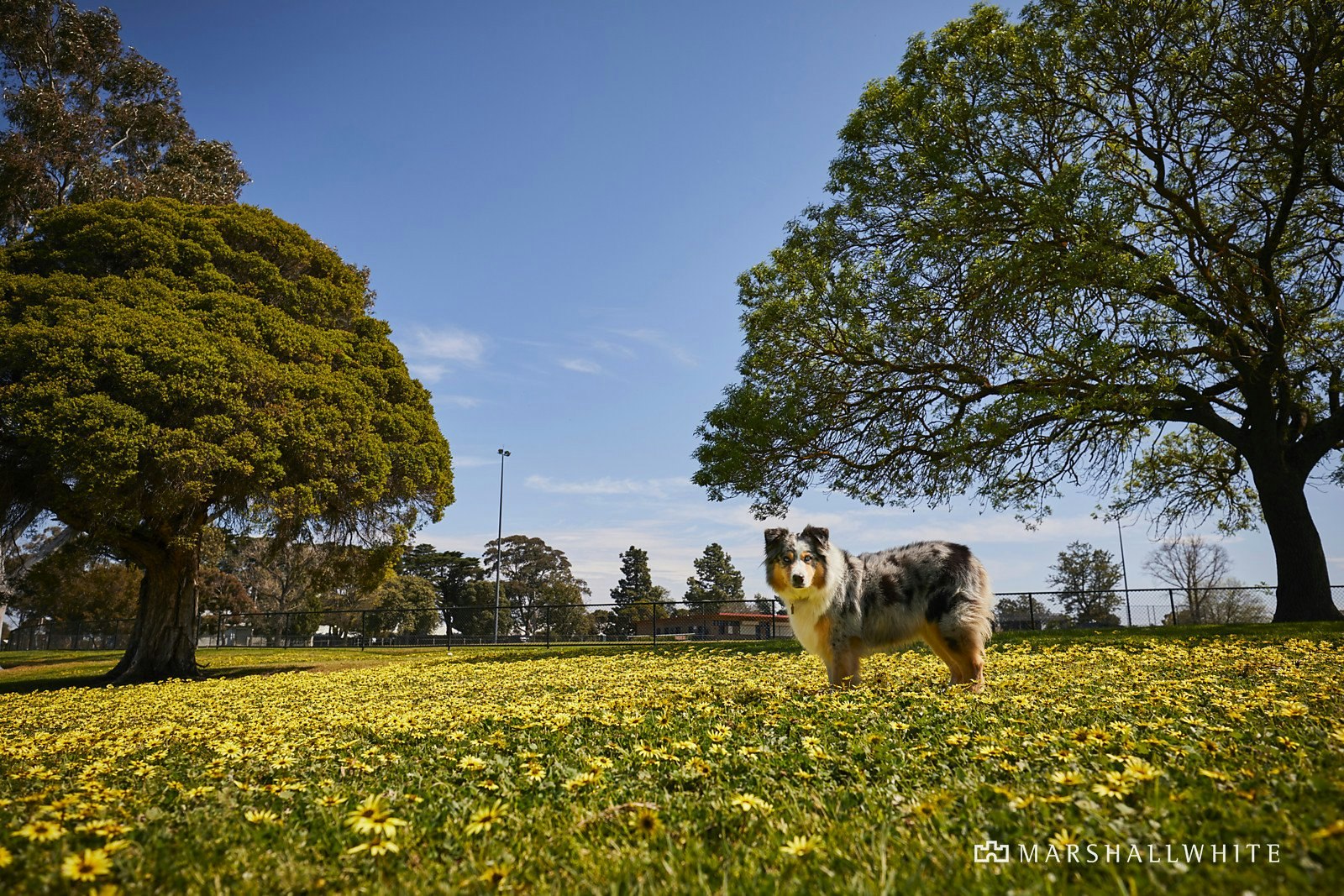 73 Munro Avenue, Ashburton, VIC