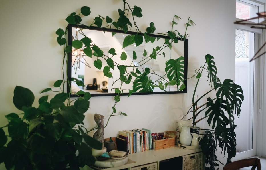 plant