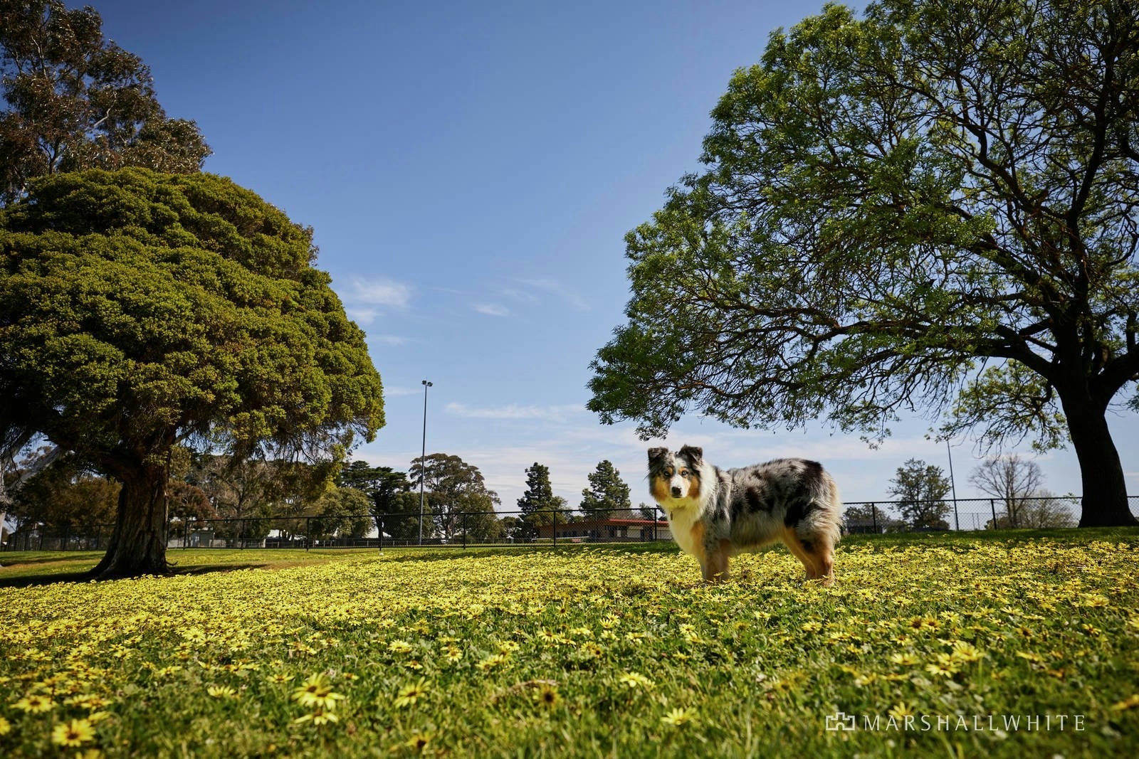 40 Ward Street, Ashburton, VIC