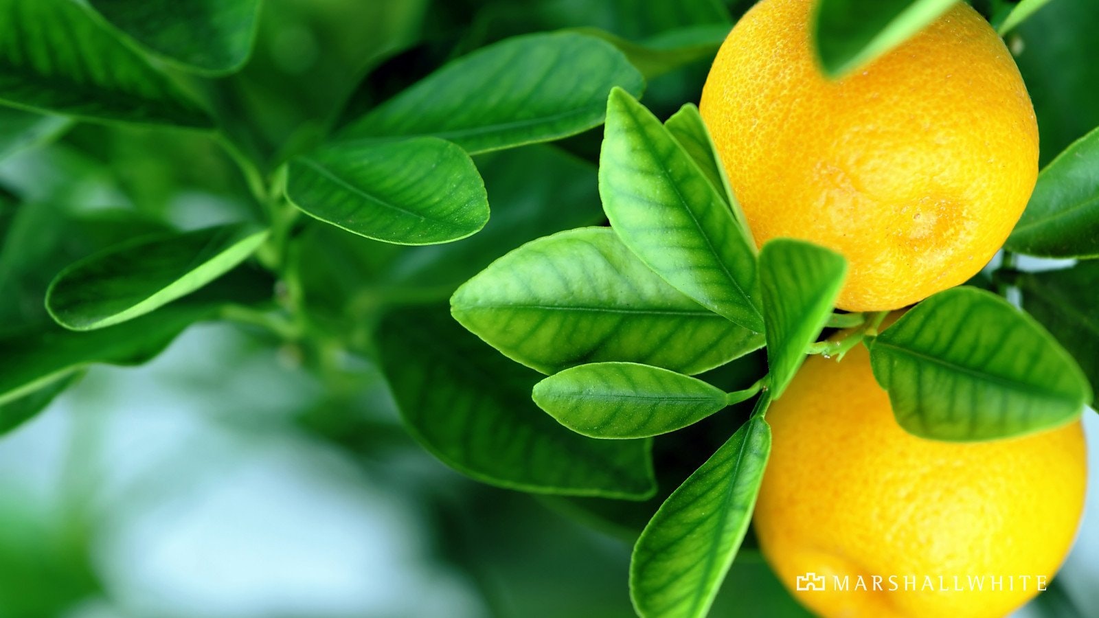 31 Hazel Drive, Templestowe Lower, VIC