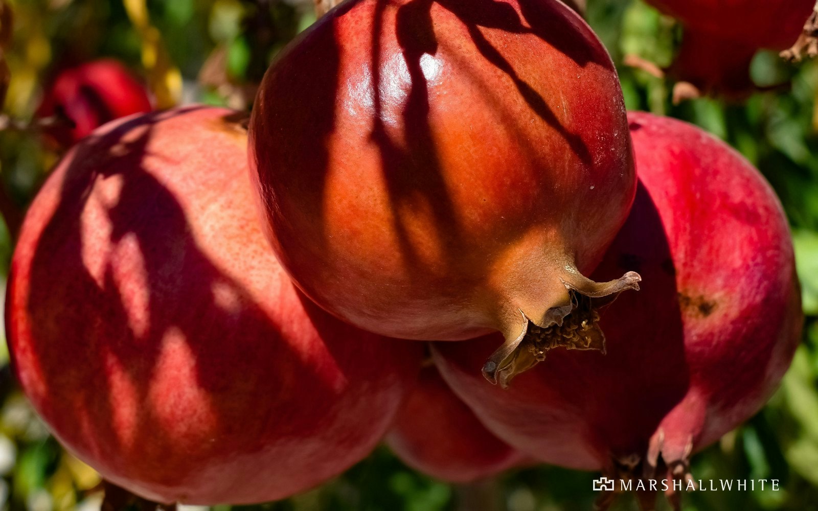 31 Hazel Drive, Templestowe Lower, VIC