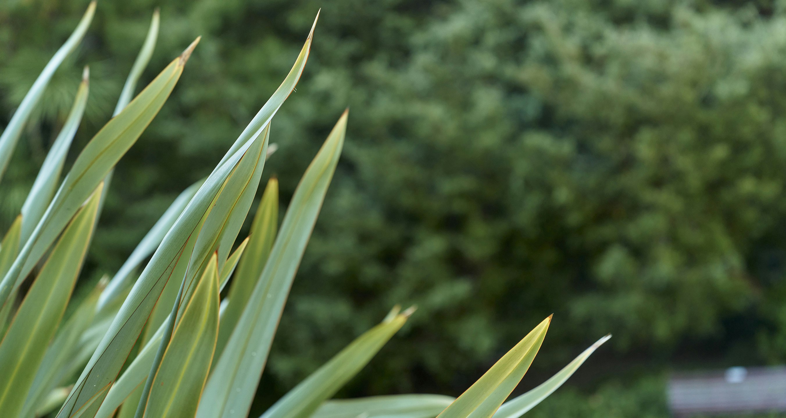 Image of leaf