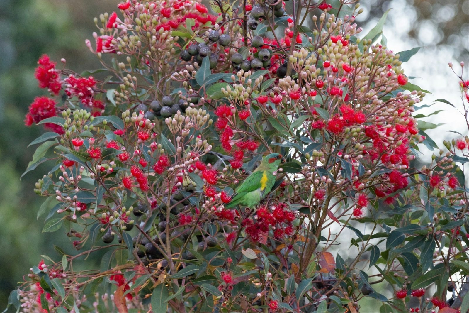 37 Punchbowl Road, Flinders, 3929