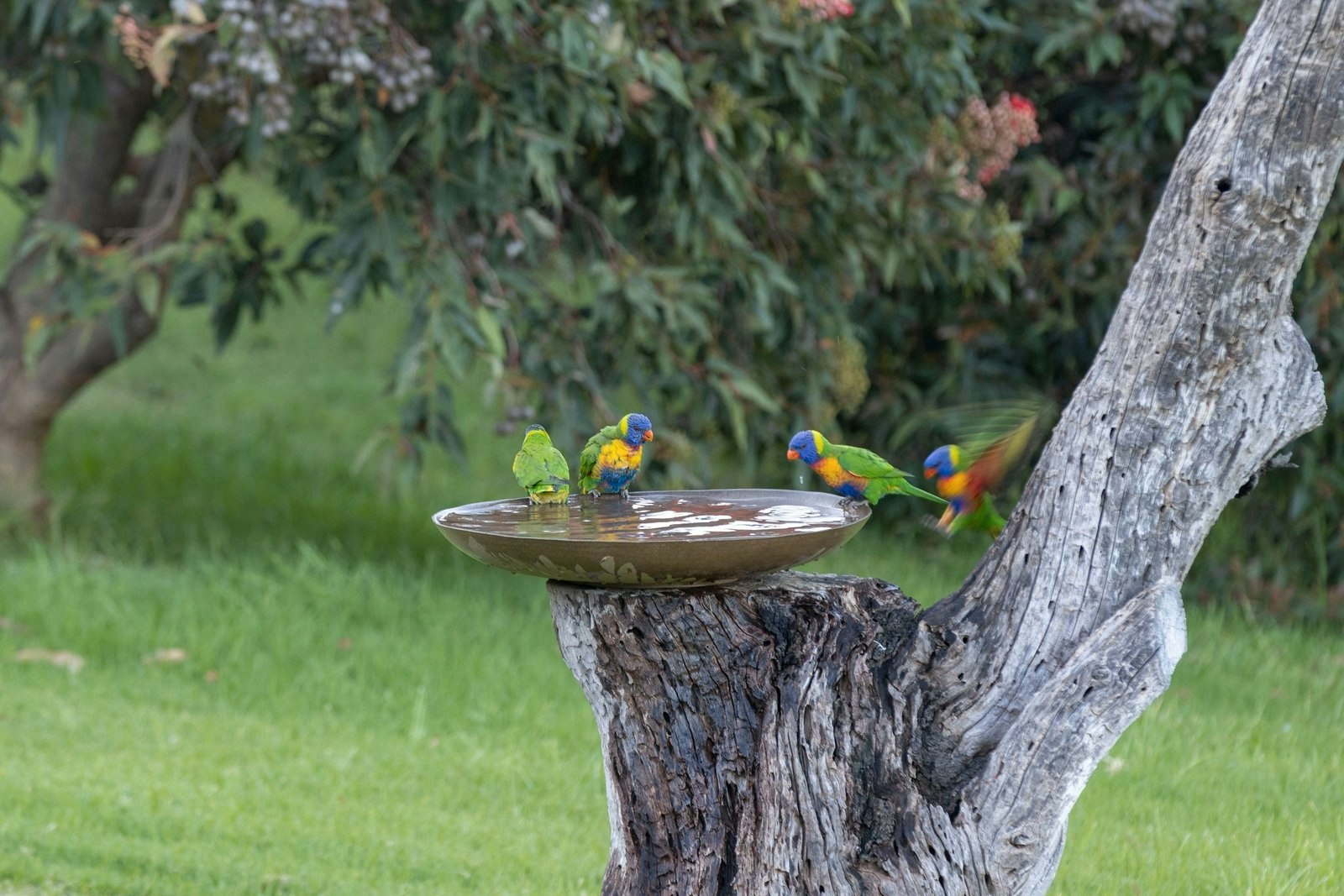 37 Punchbowl Road, Flinders, 3929