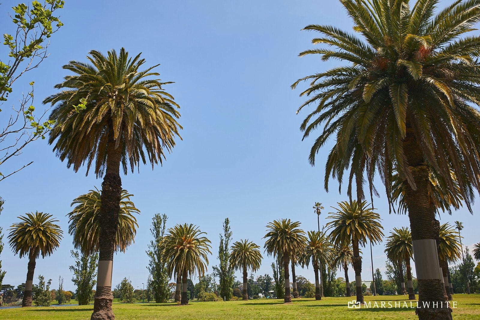 3A Fitzpatrick Street, South Melbourne, VIC