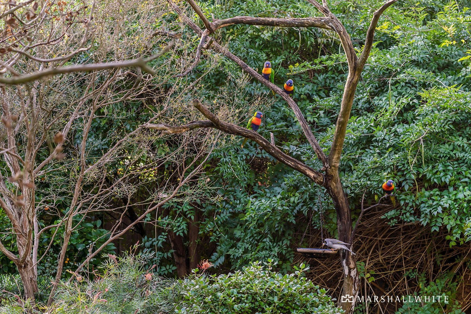 60-62 Station Street, Mount Eliza, VIC