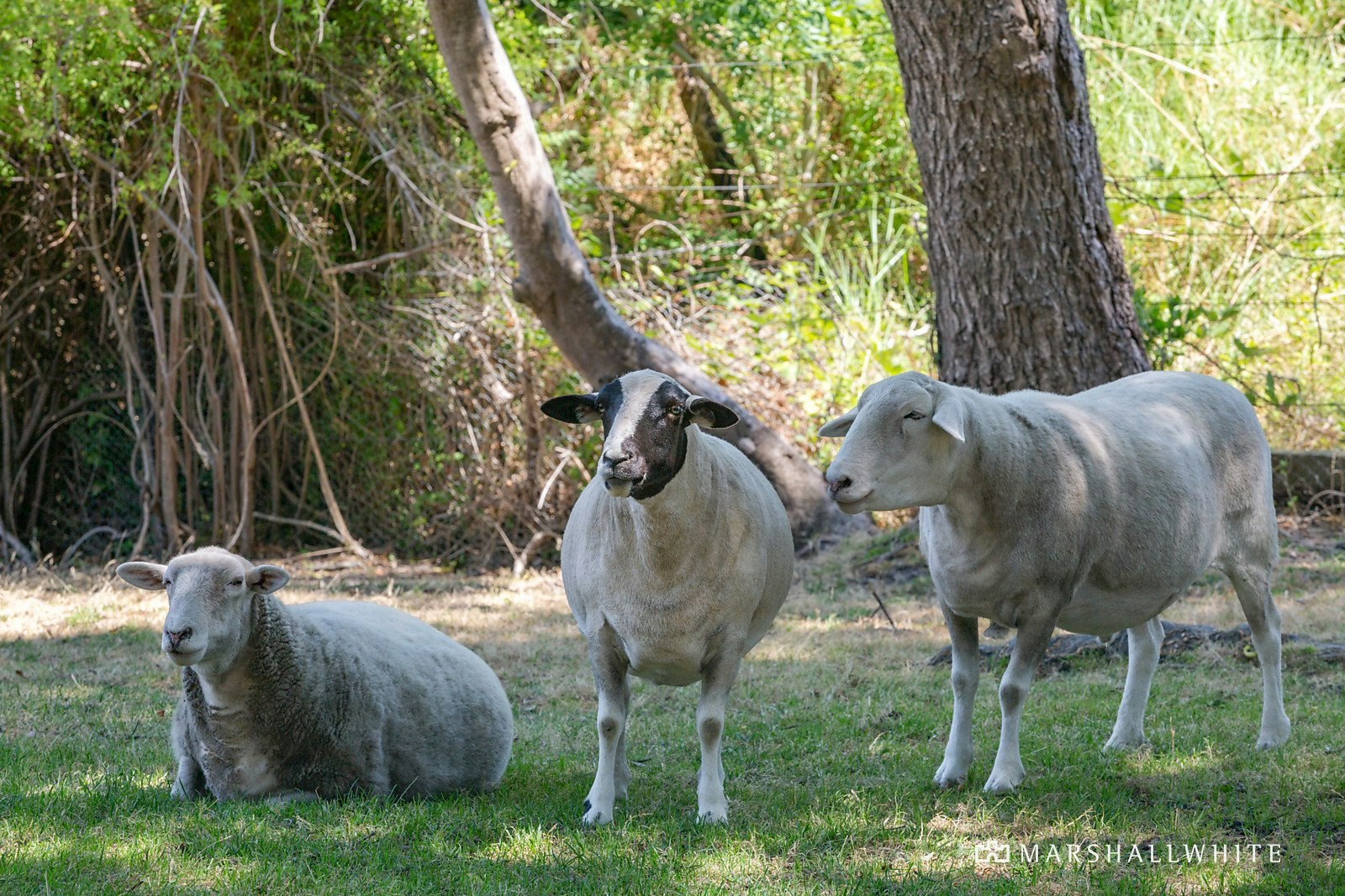 74 Allison Road, Mount Eliza, VIC