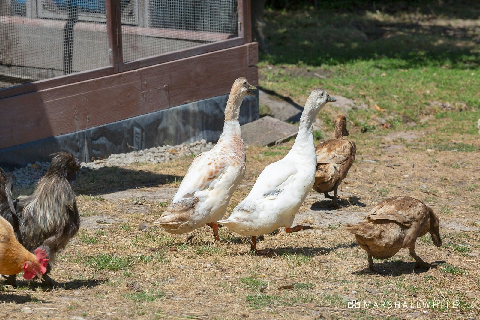 74 Allison Road, Mount Eliza, VIC