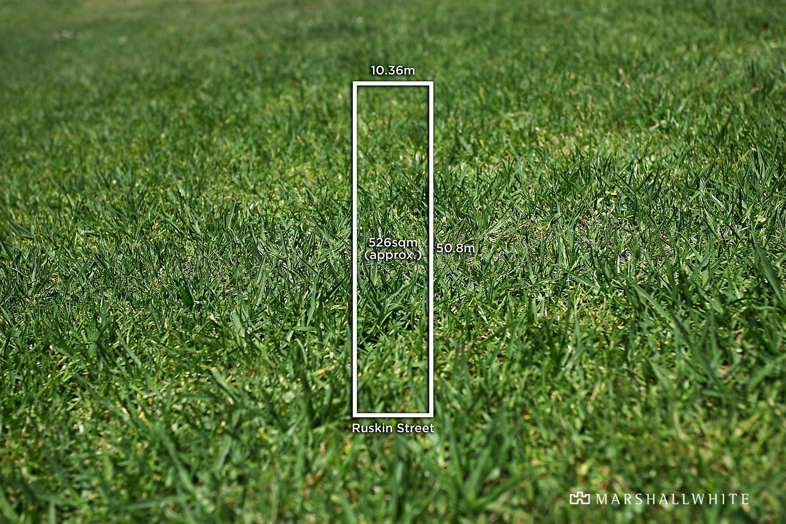grass