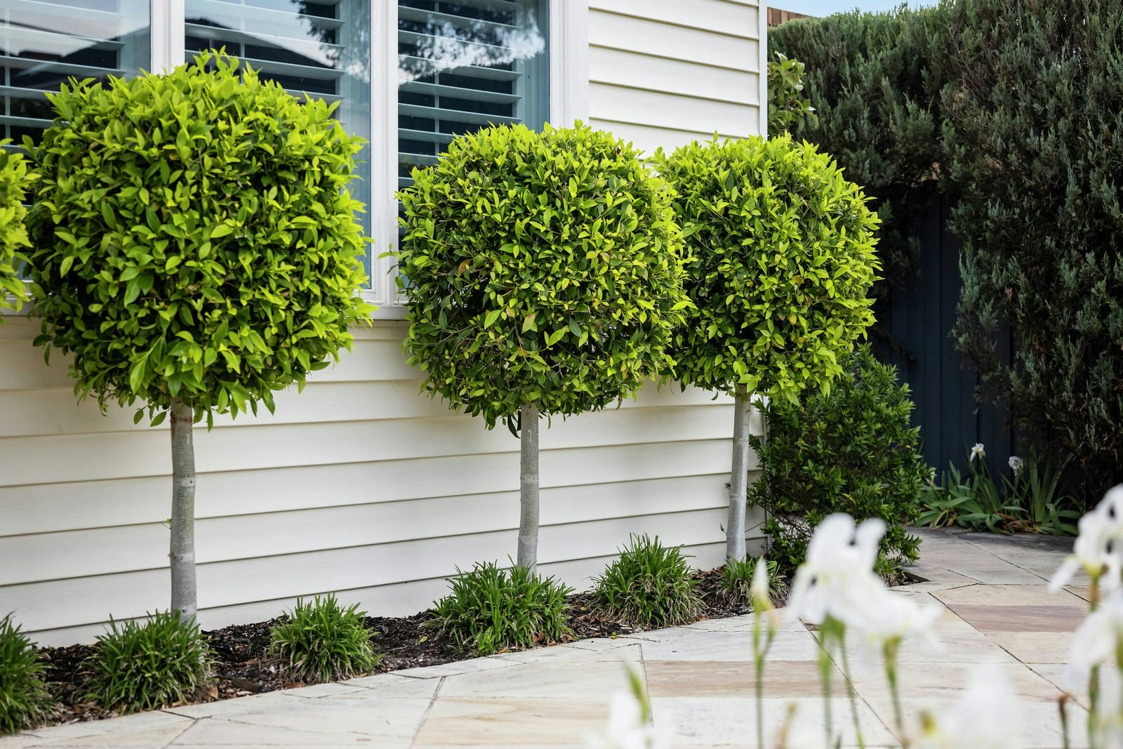 6 Alexander Street, Brighton East, VIC