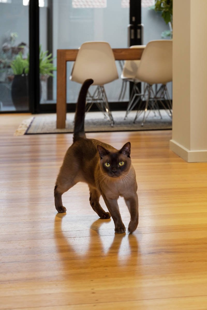 1/119 Roslyn Street, Brighton, VIC