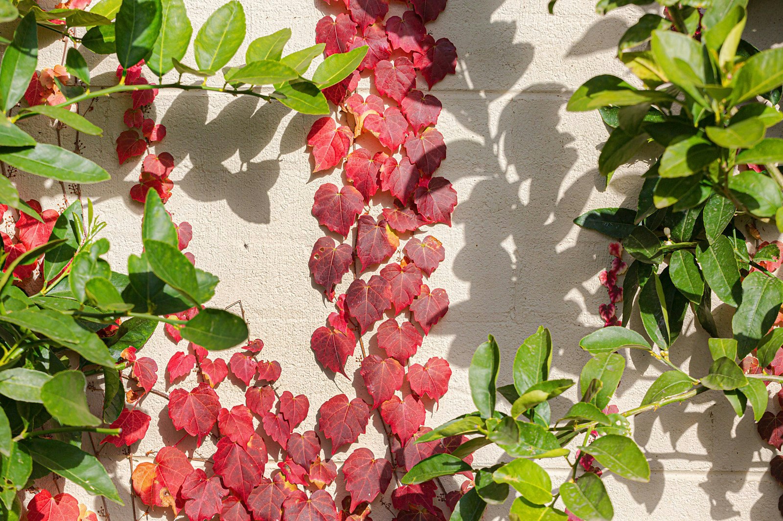 1/35 McComb Boulevard, Frankston South, VIC