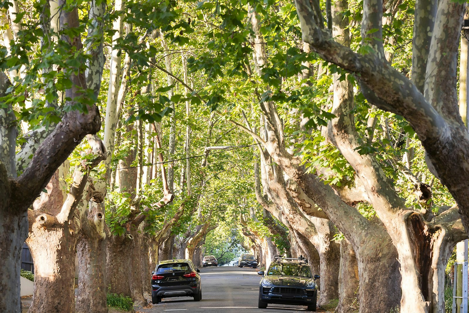 18 Victoria Avenue, Canterbury, VIC