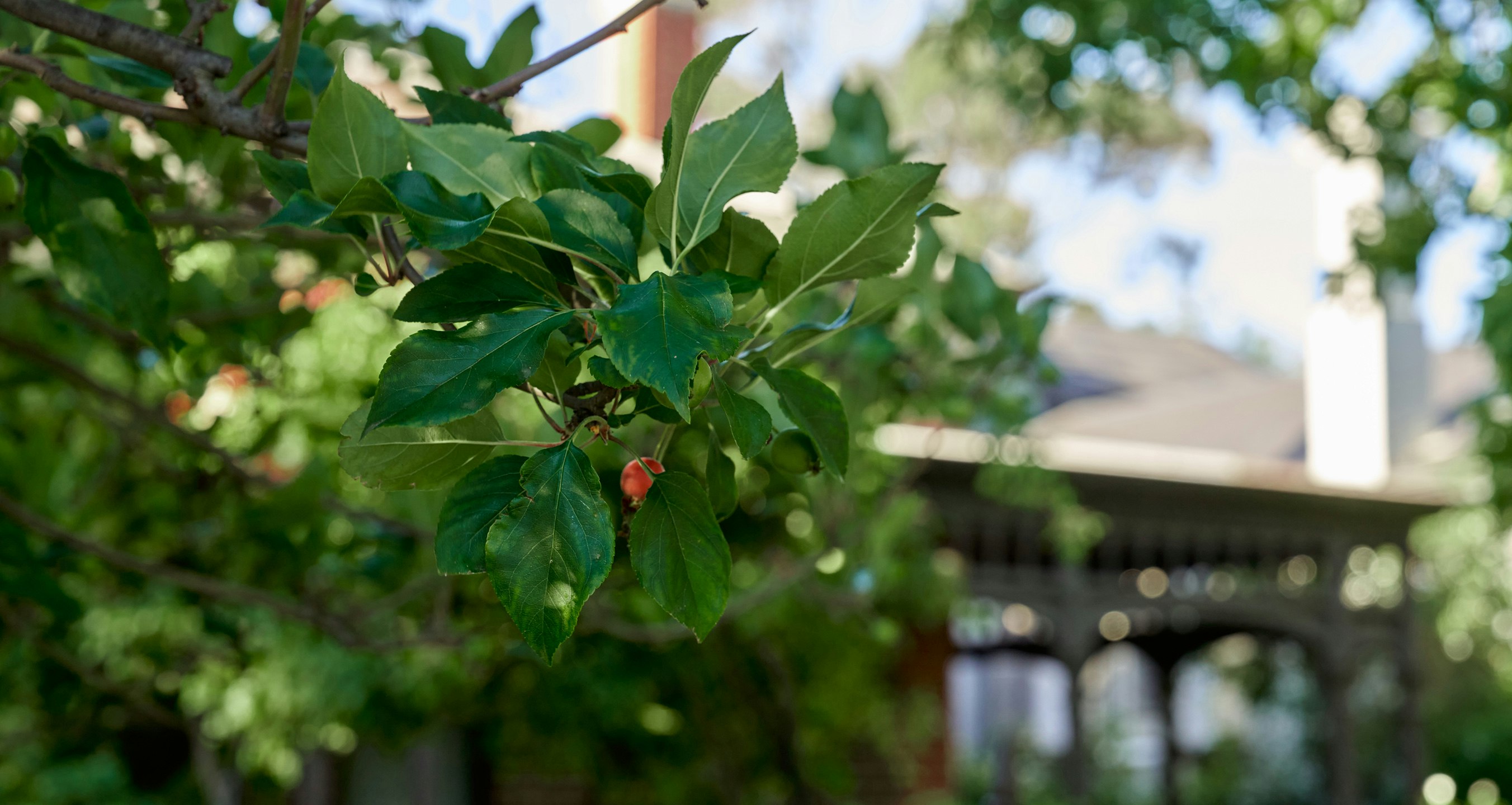 Image of leaf