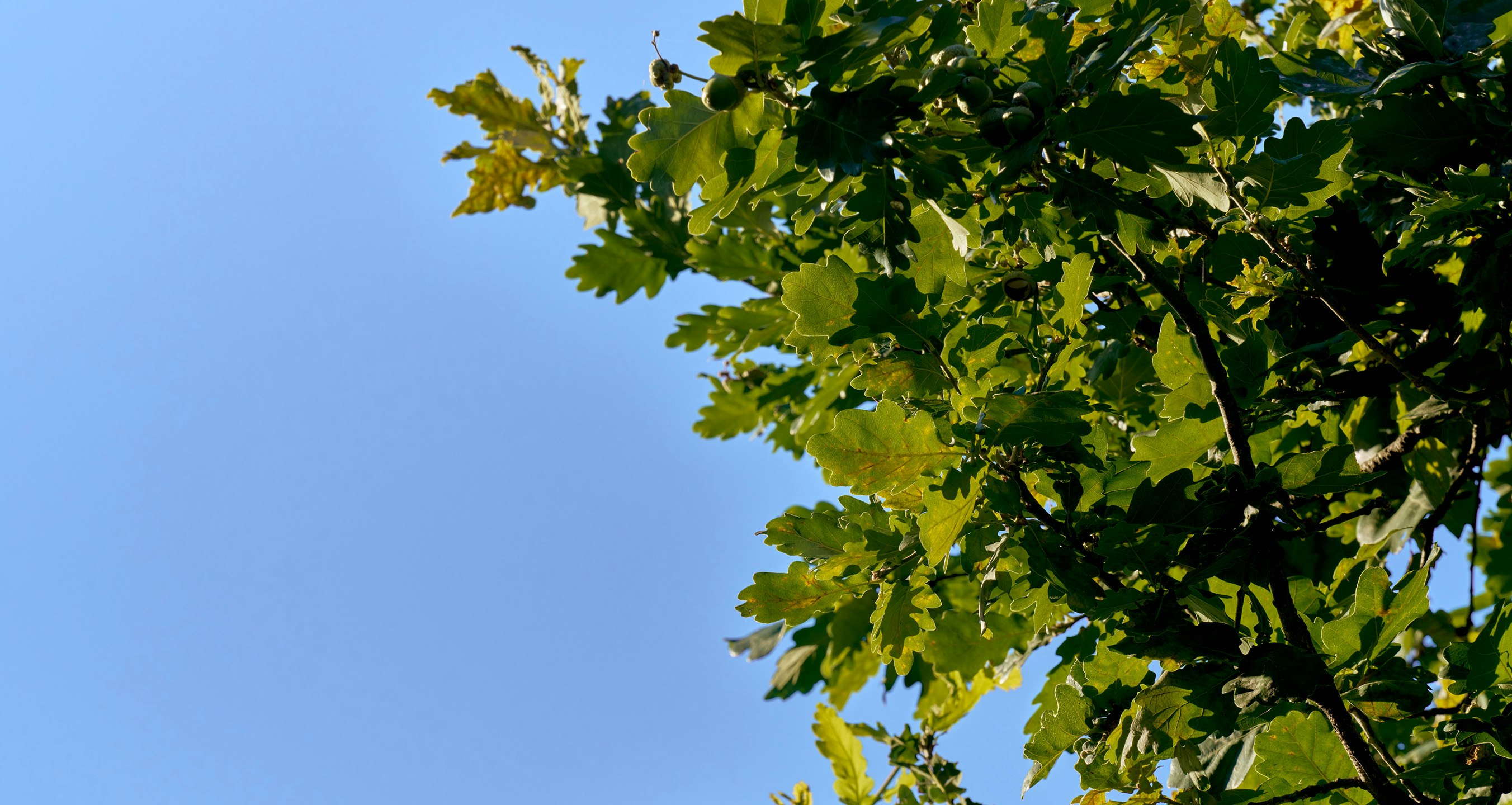 Image of leaf