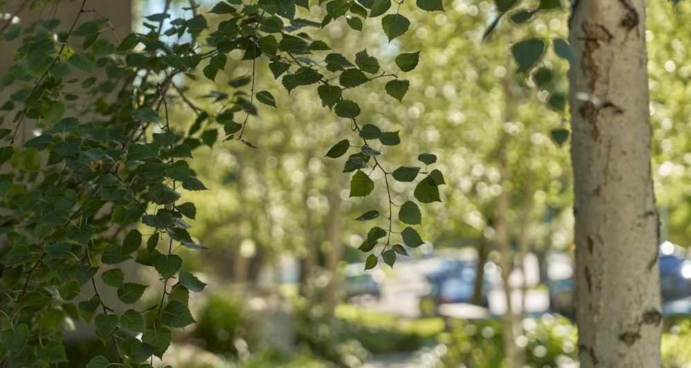 Real Estate Agents Ringwood Properties for Sale Marshall White