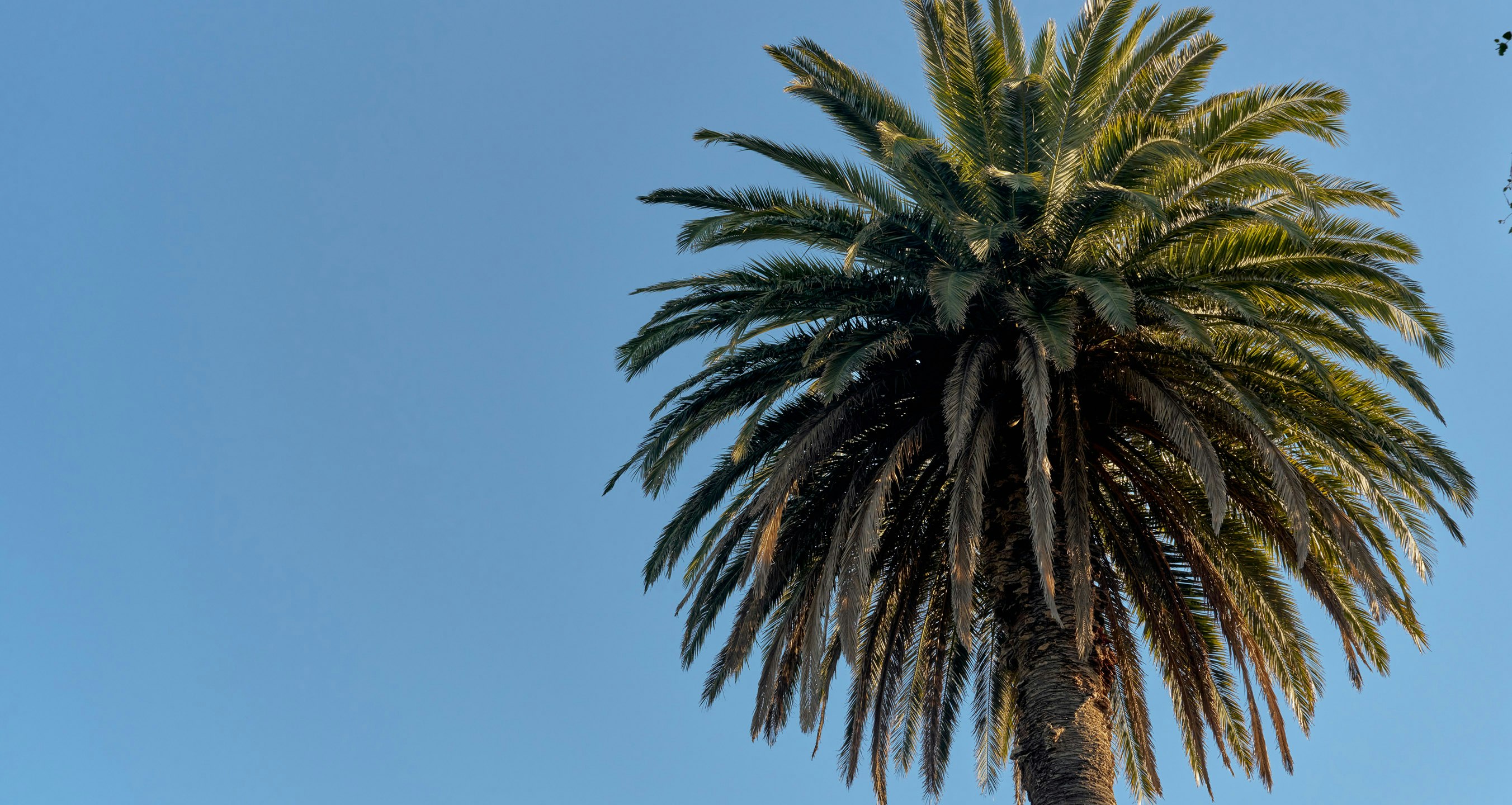 Image of palm tree