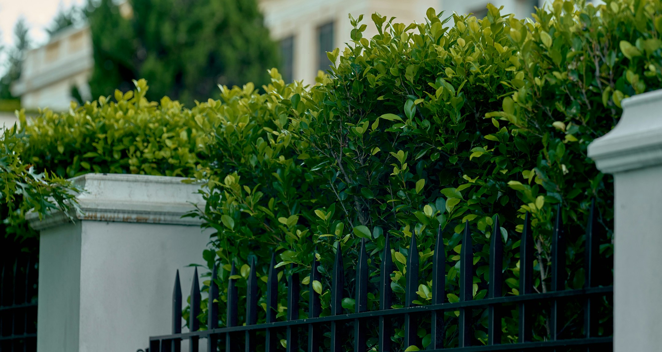 fence