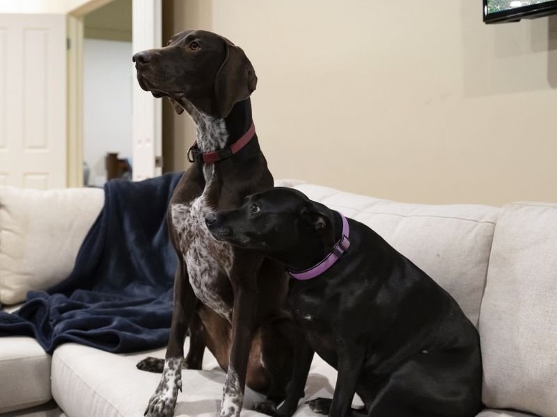 8 Richardson Street, Rye, VIC