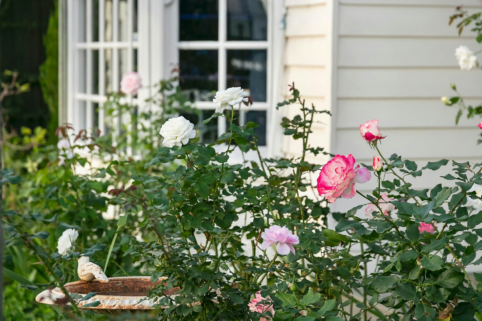 24 Laburnum Street, Brighton, VIC