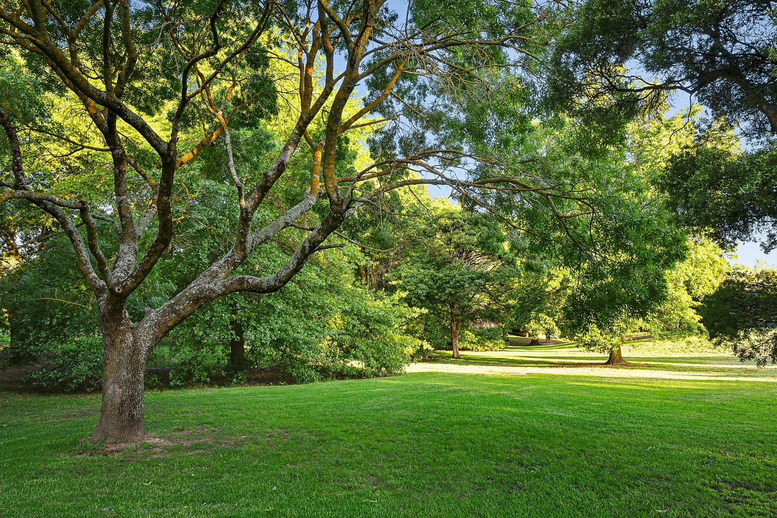 155 Mont Albert Road, Canterbury, VIC