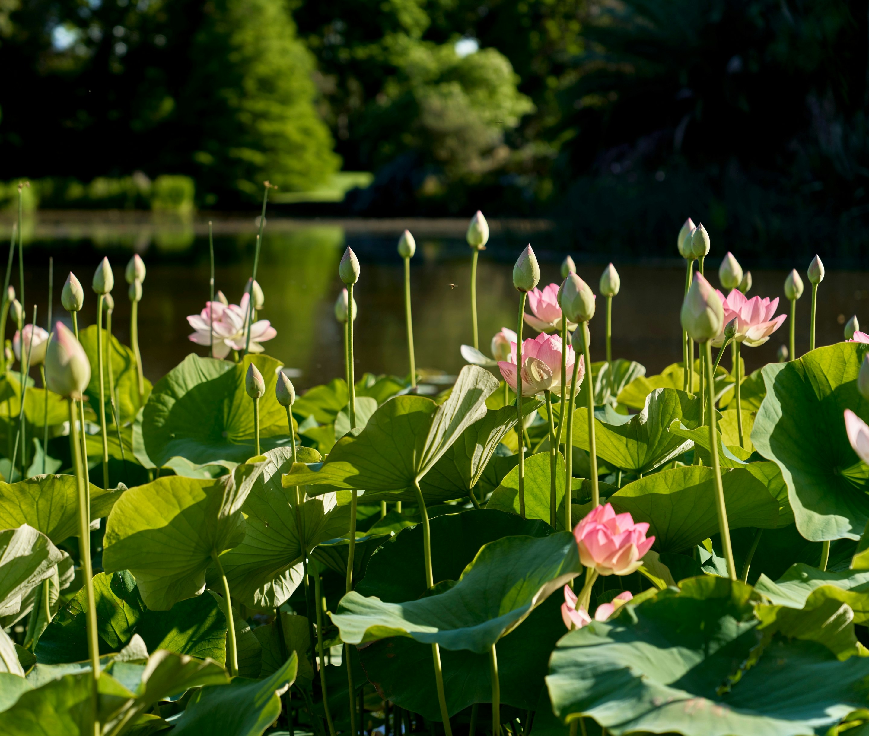 Image of flower