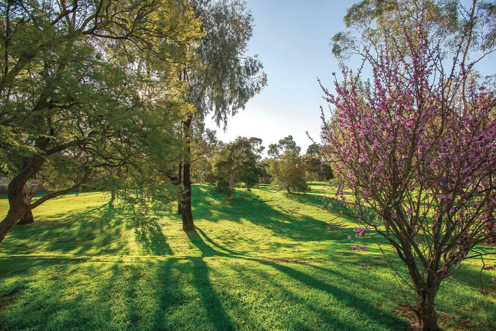 37 Renwick Street, Glen Iris, VIC