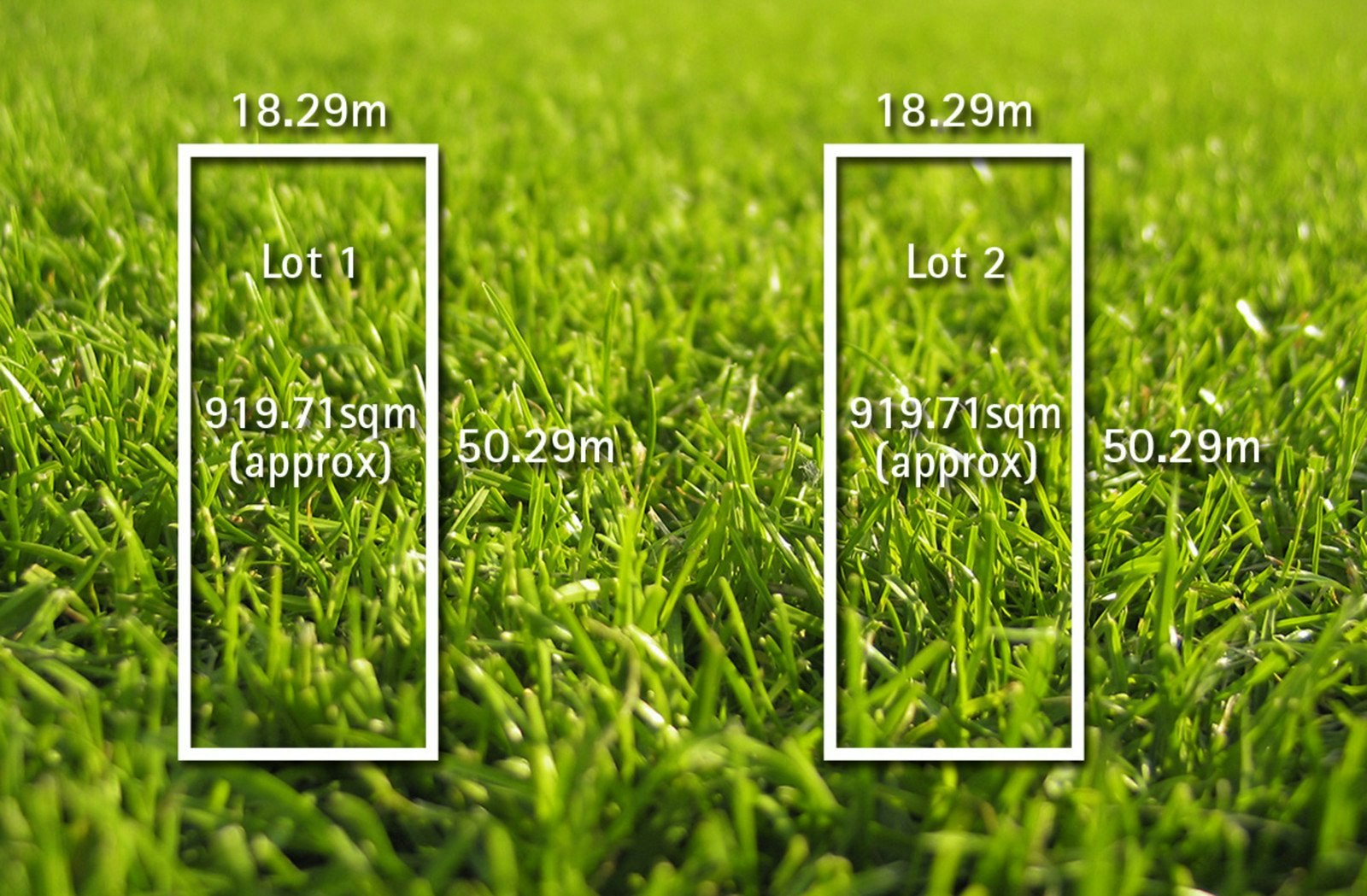 grass