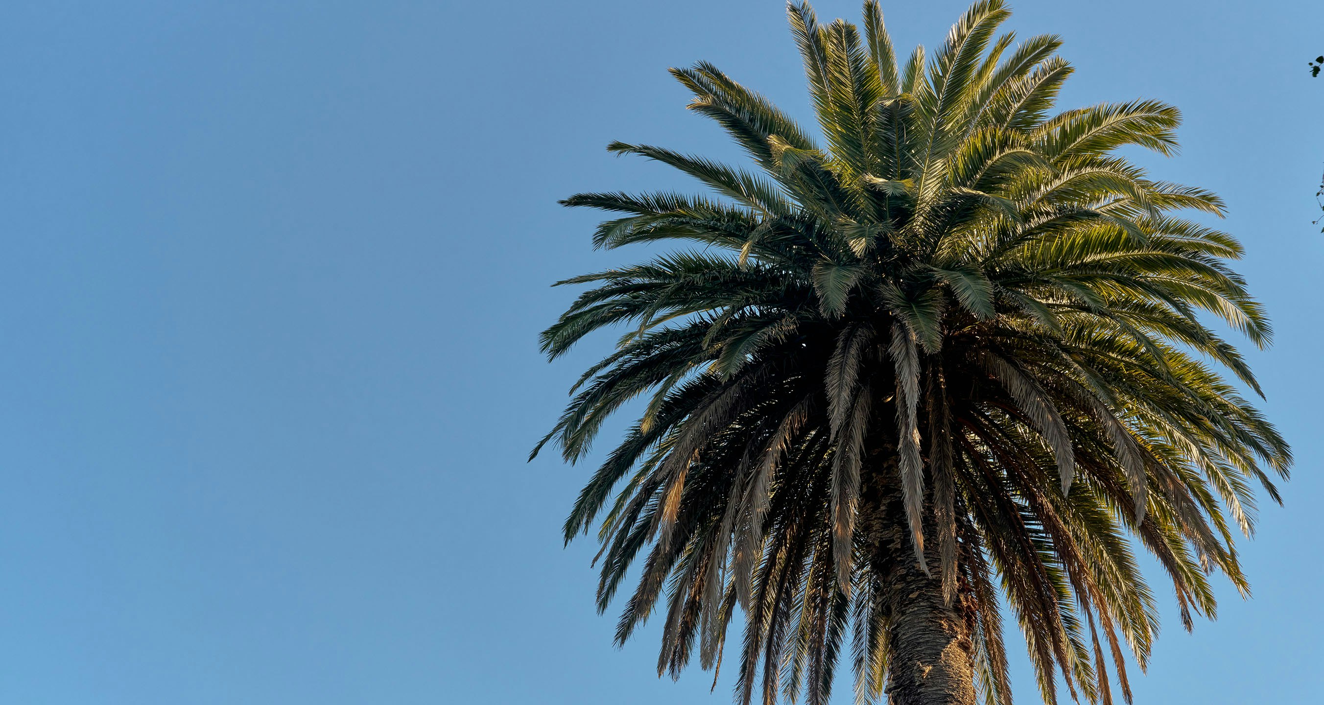 Image of palm tree