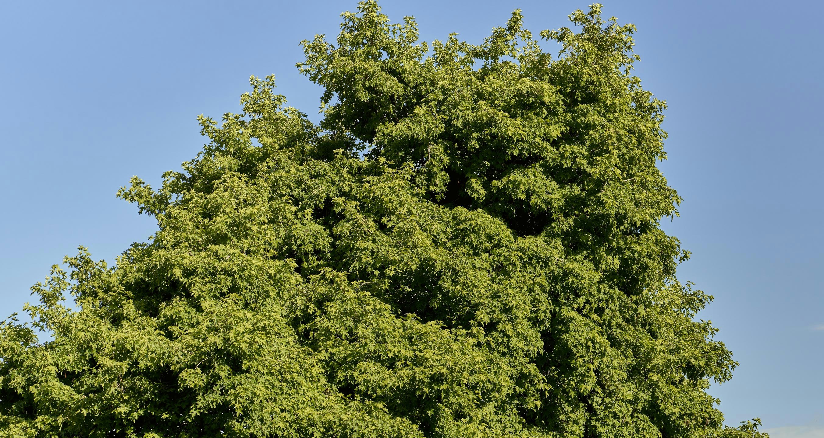 Image of plant