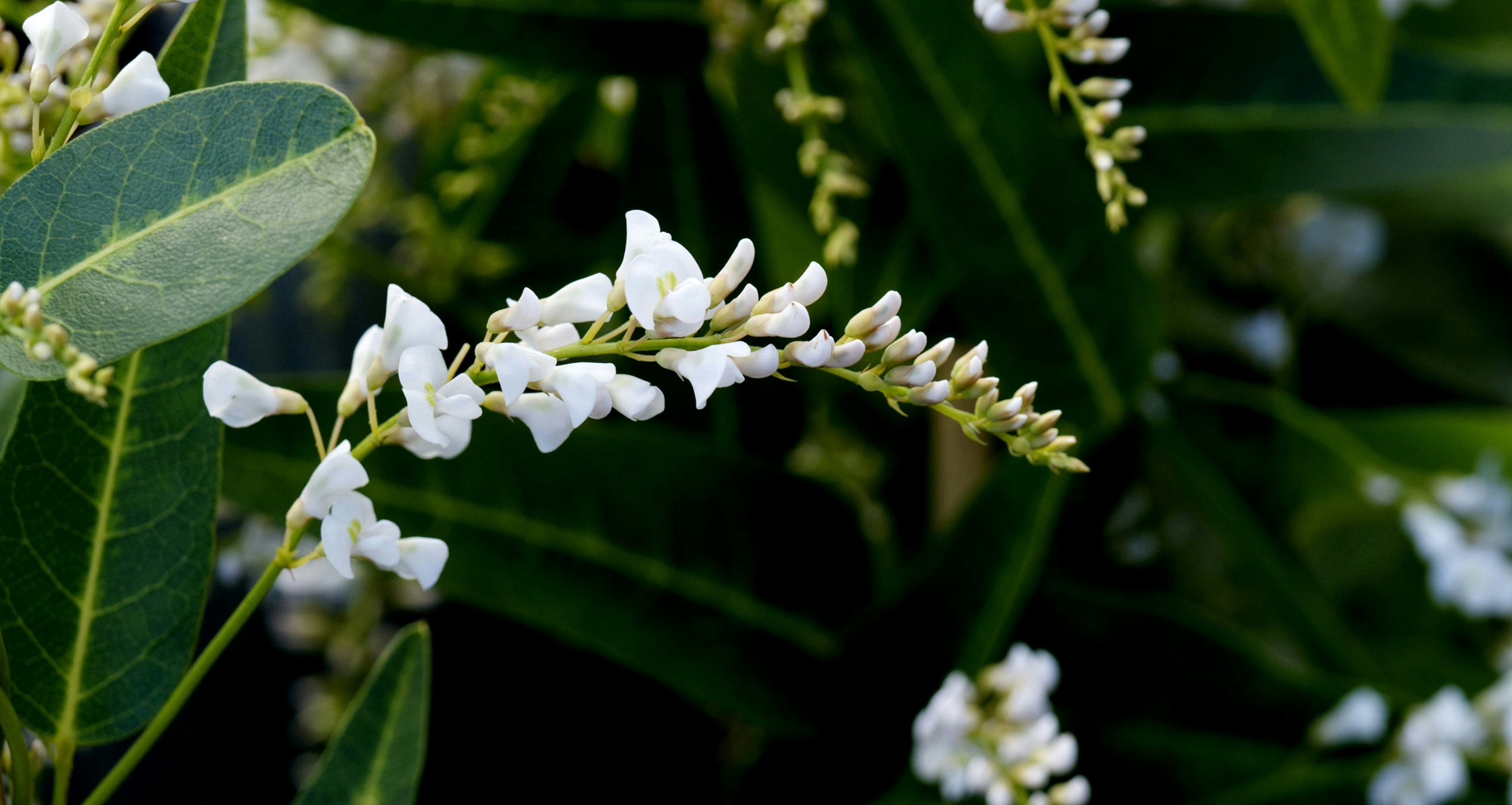 Image of flower