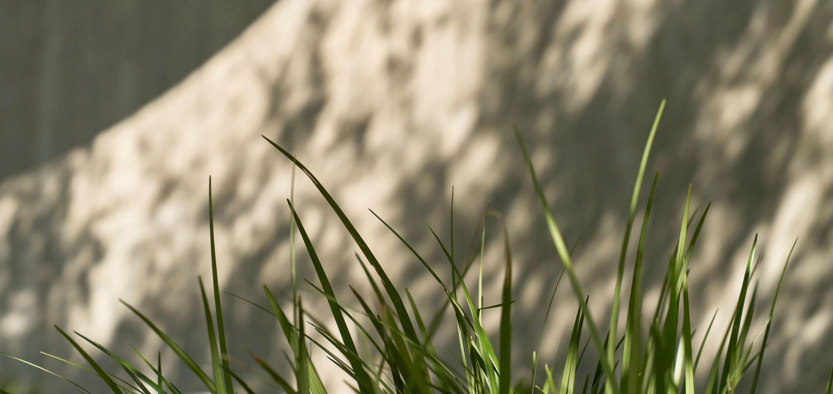 grass