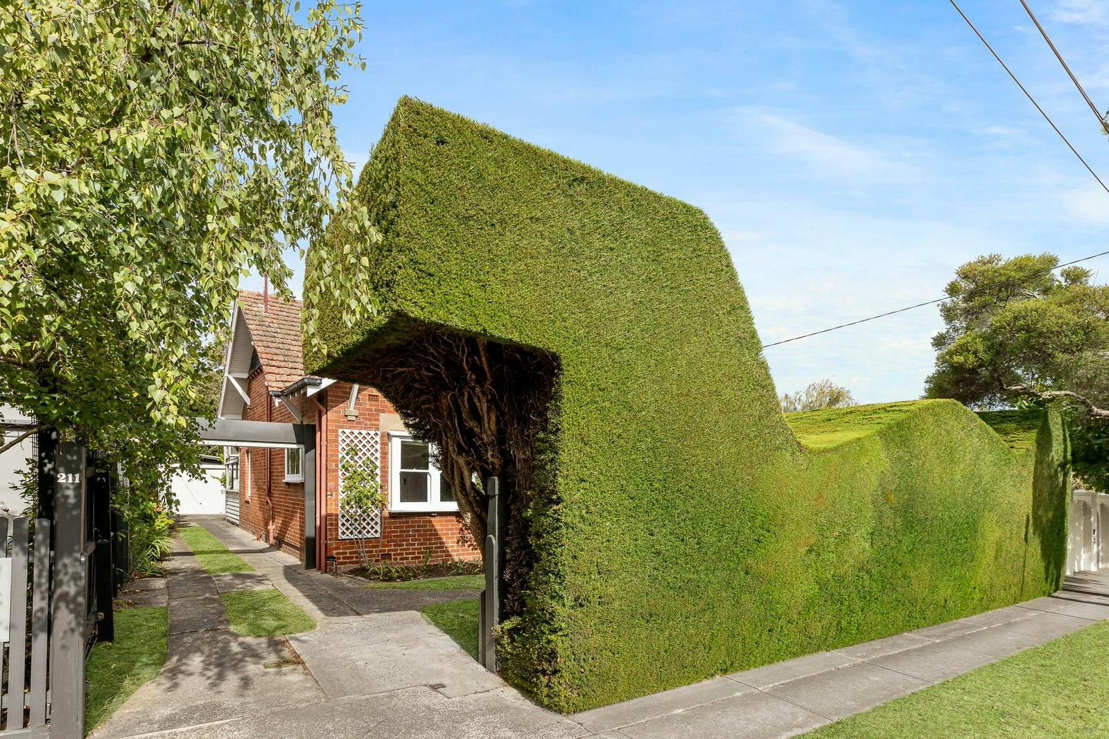 Image of hedge