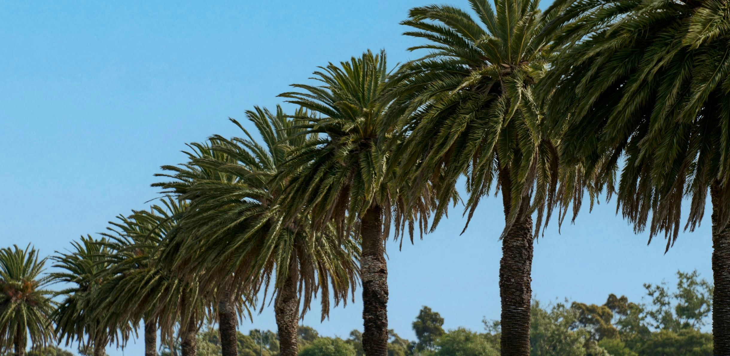 Image of palm tree