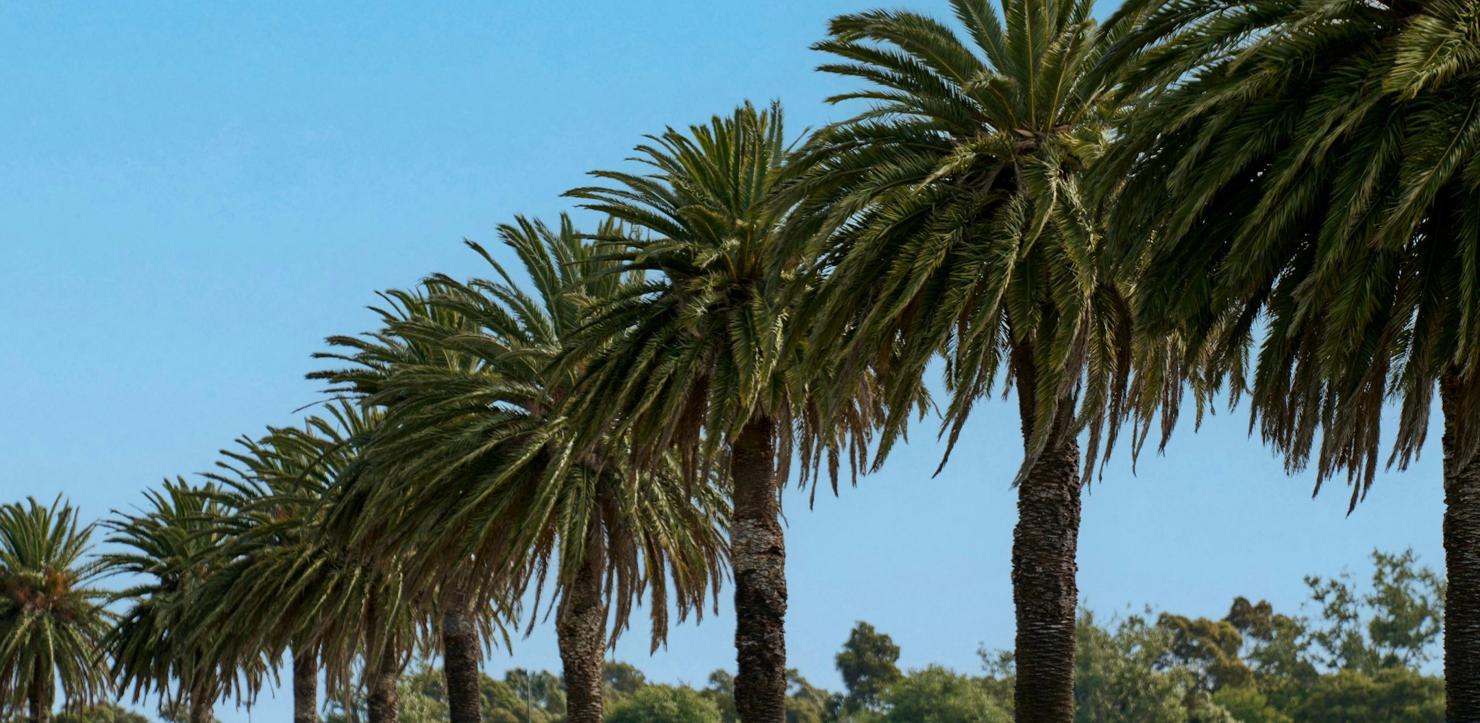 palm tree