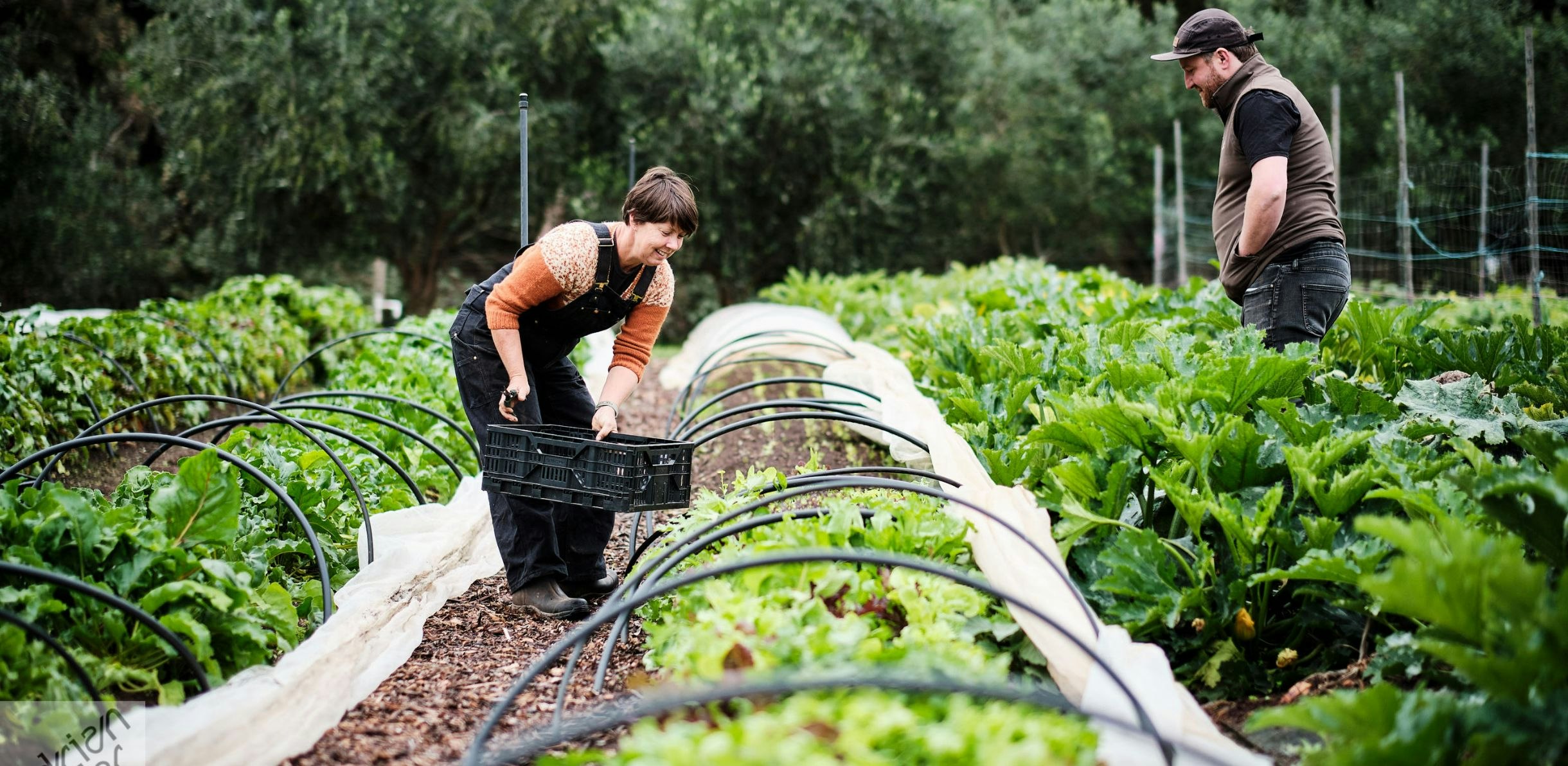 Image of garden