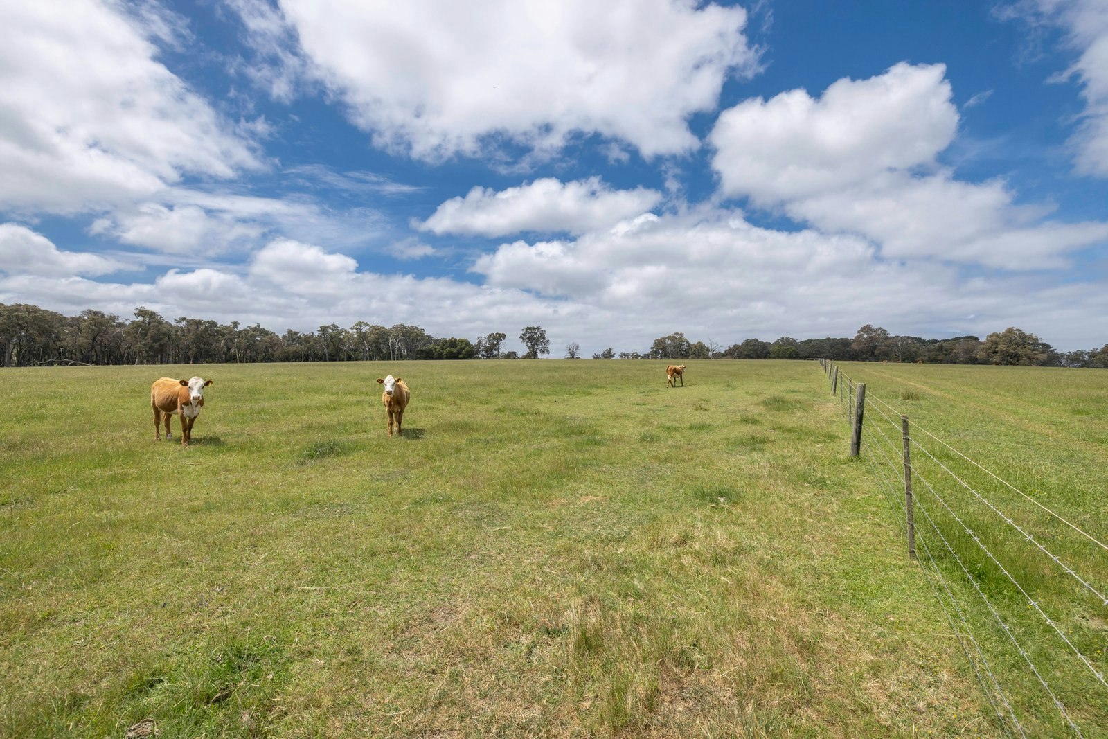 56 Bulldog Creek Road, Dromana, 3936