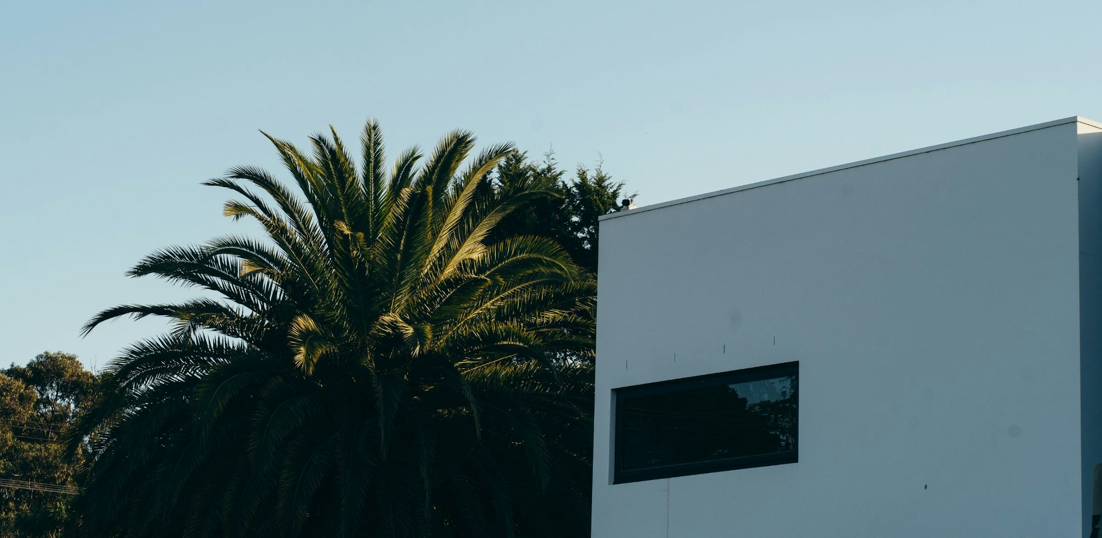 palm tree