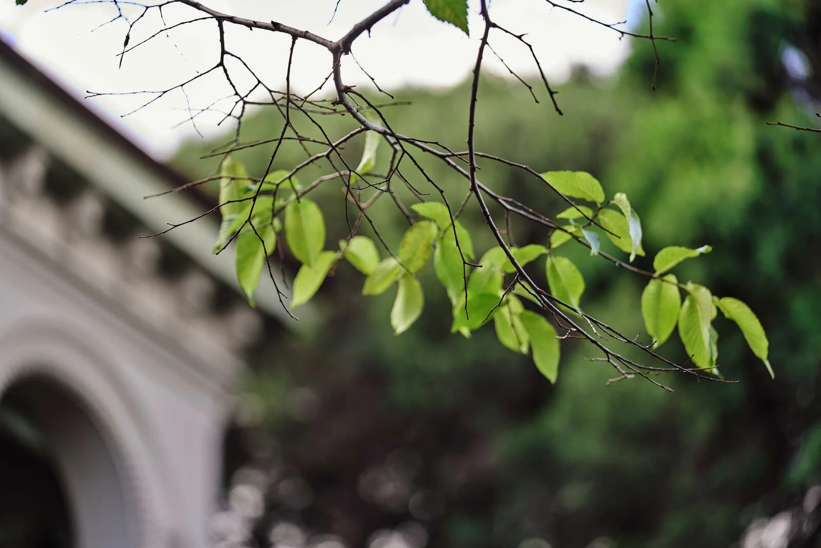 leaf