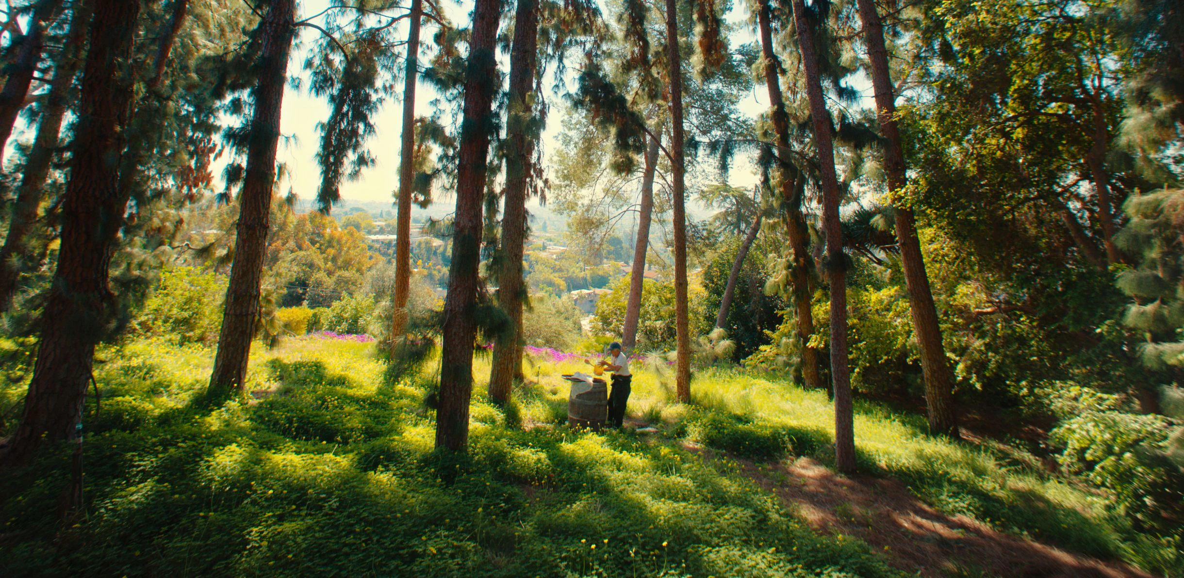 vegetation