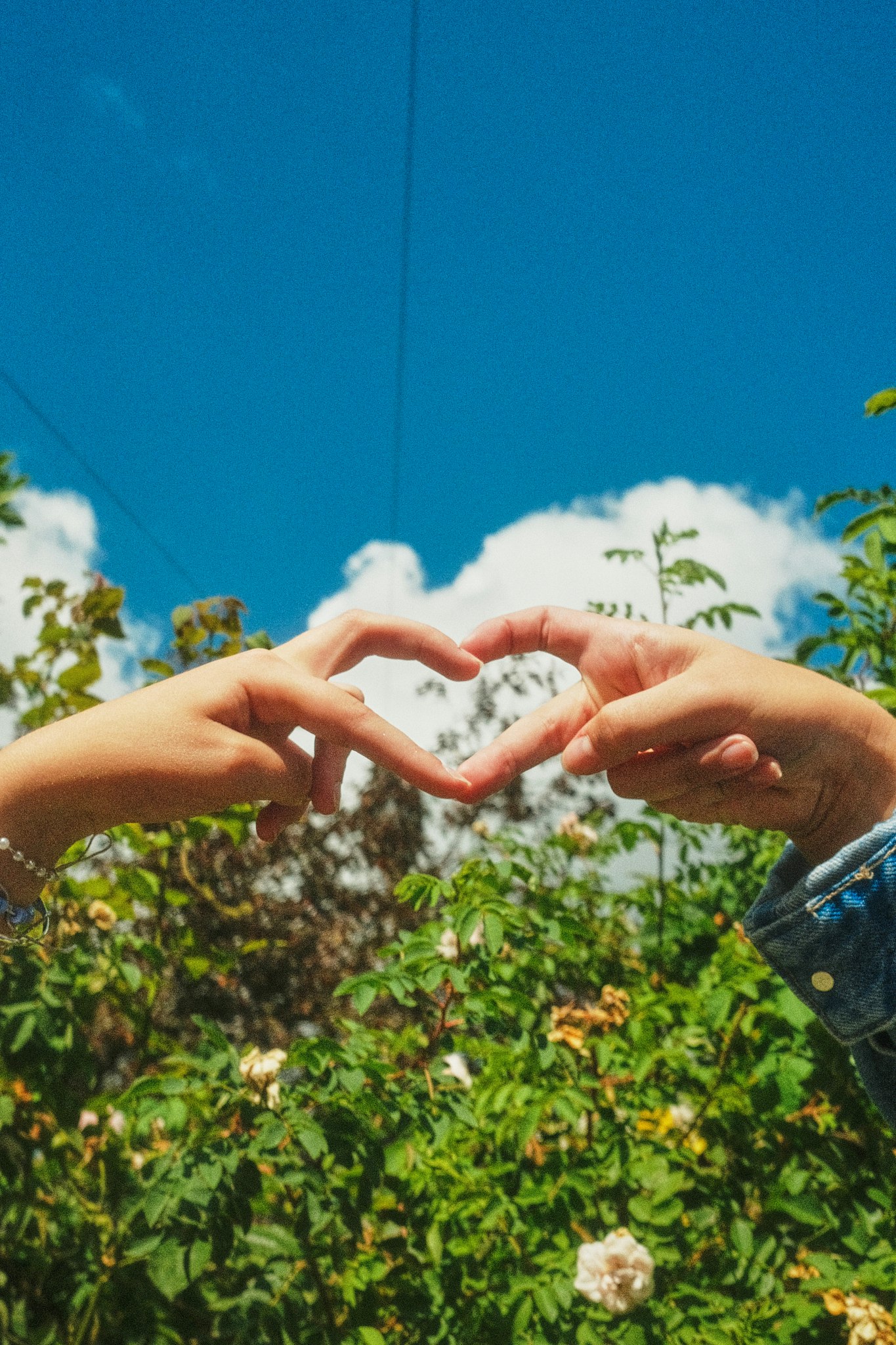Two hands joining to make a heart shape against a bright blue sky, above a green bush with pale roses.