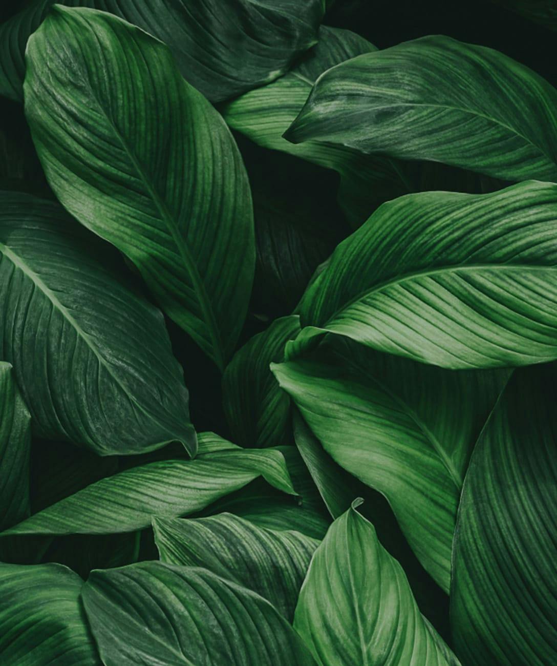 foliage