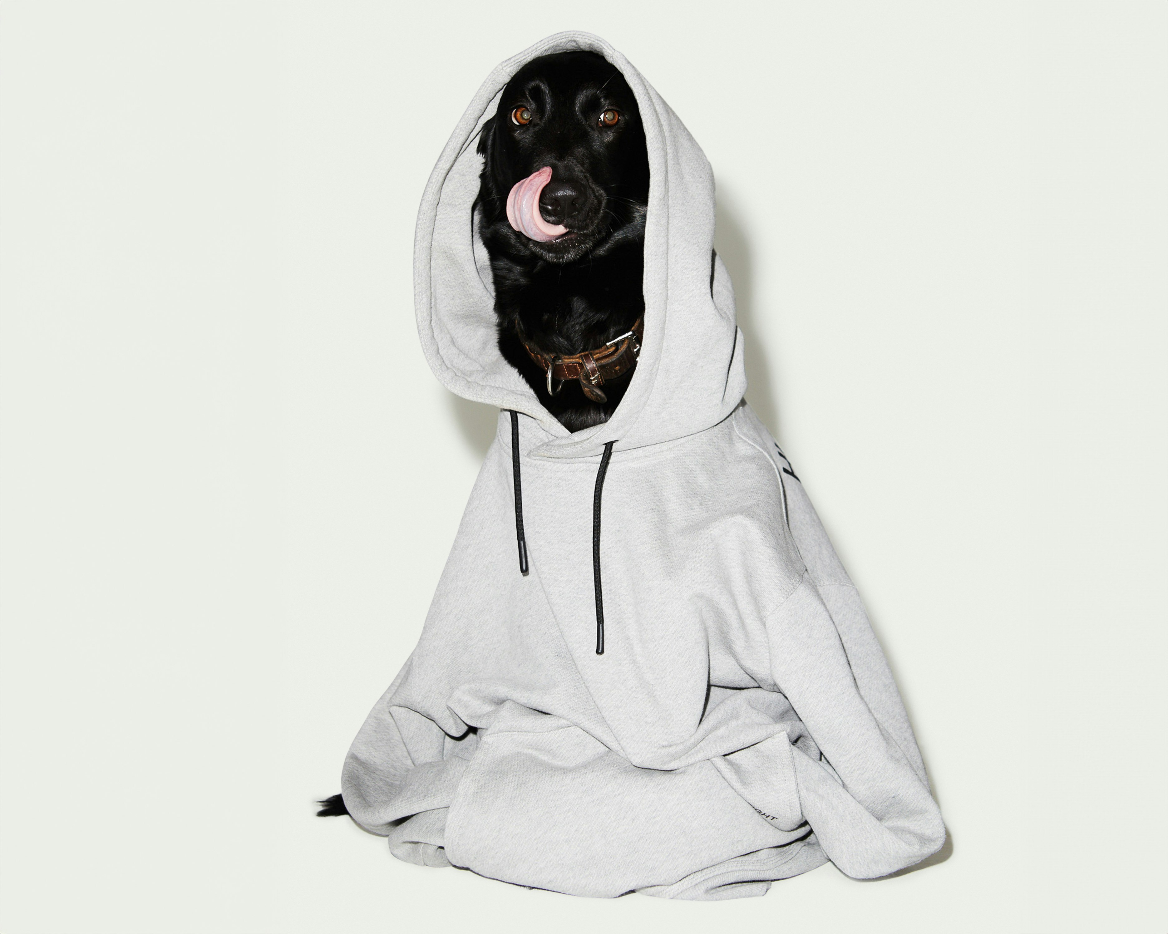 dog_wearing_hoodie