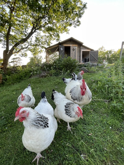 Wir haben mehrere Bausätze von Polhus für unsere Tierunterstände auf dem Hof gekauft. Die Bausätze sind solide, gut dimensioniert und unglaublich einfach und schnell aufzubauen. Besonders schätzen wir auch die große Auswahl an Modellen, die sich gut an unsere Bedürfnisse anpassen lassen.
Wir empfehlen die Qualitätsprodukte von Polhus sehr gerne weiter!