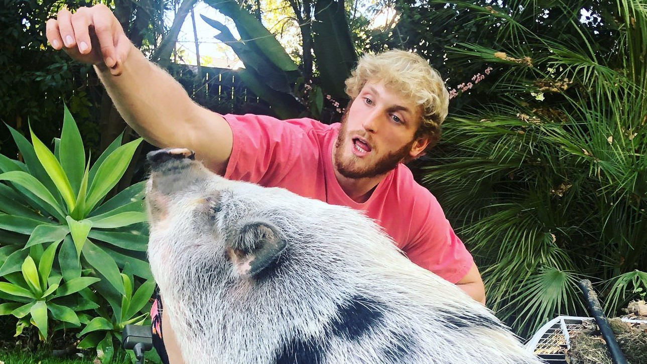 The Story Of Logan Paul's Pet Pig Pearl, And How She Got Abandoned Then