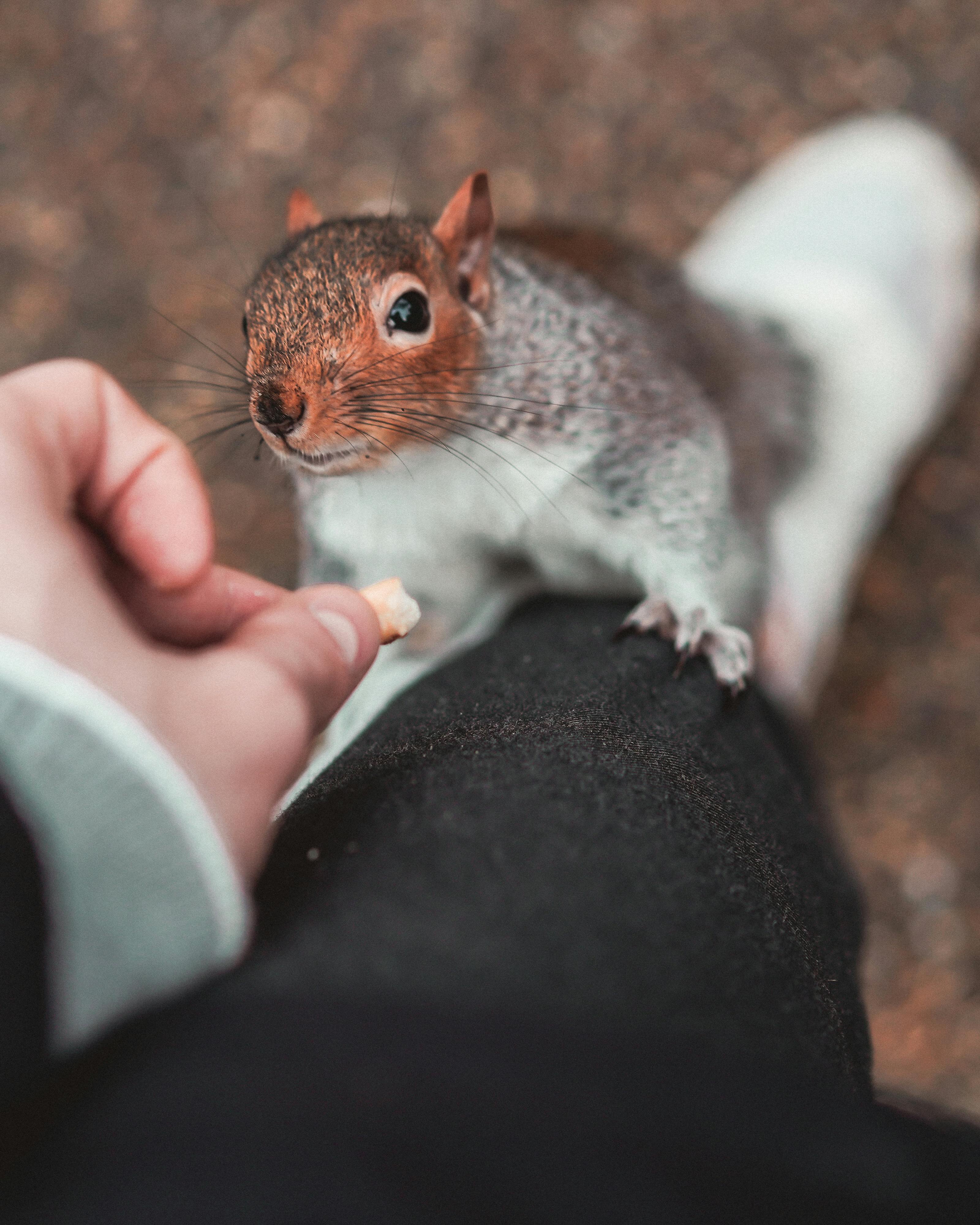 Who Reported Peanut The Squirrel And Fred The Raccoon? | Evie Magazine