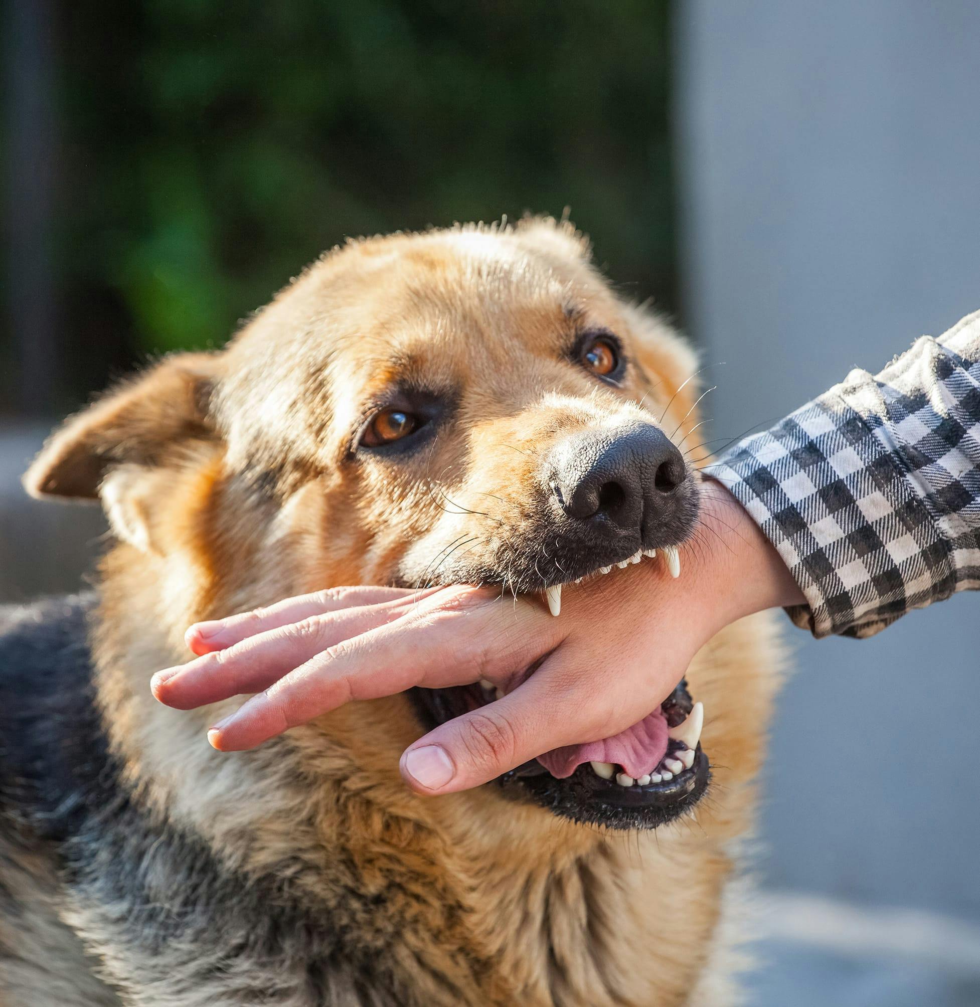 man getting his hand bitten by a dog