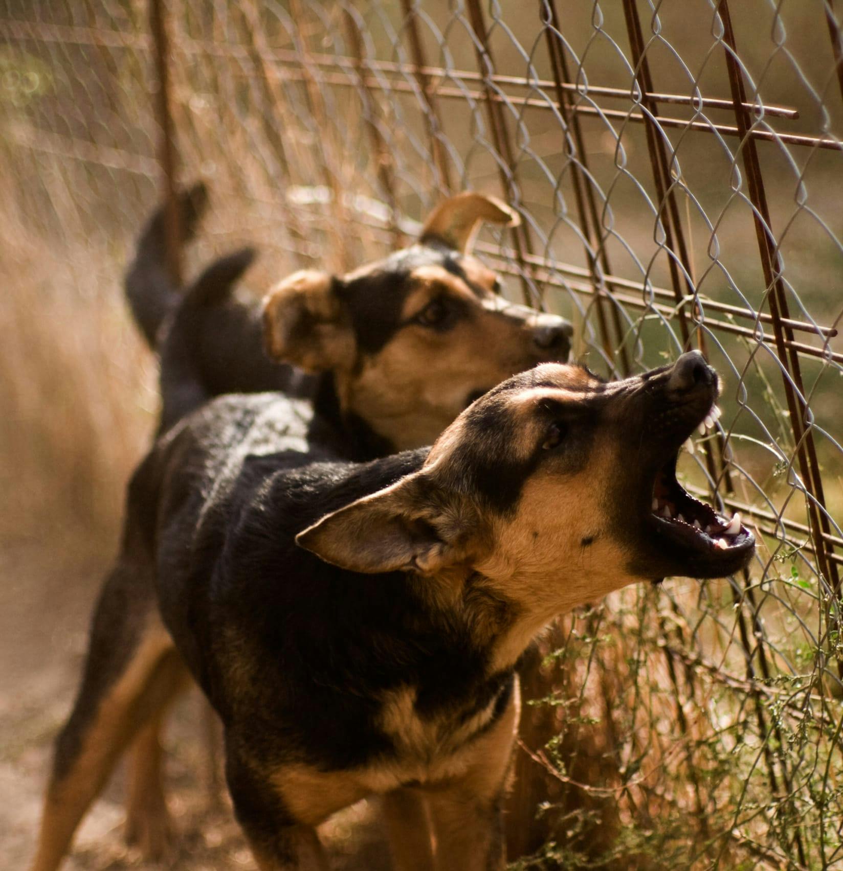 Dogs barking at something on the other side of a fence
