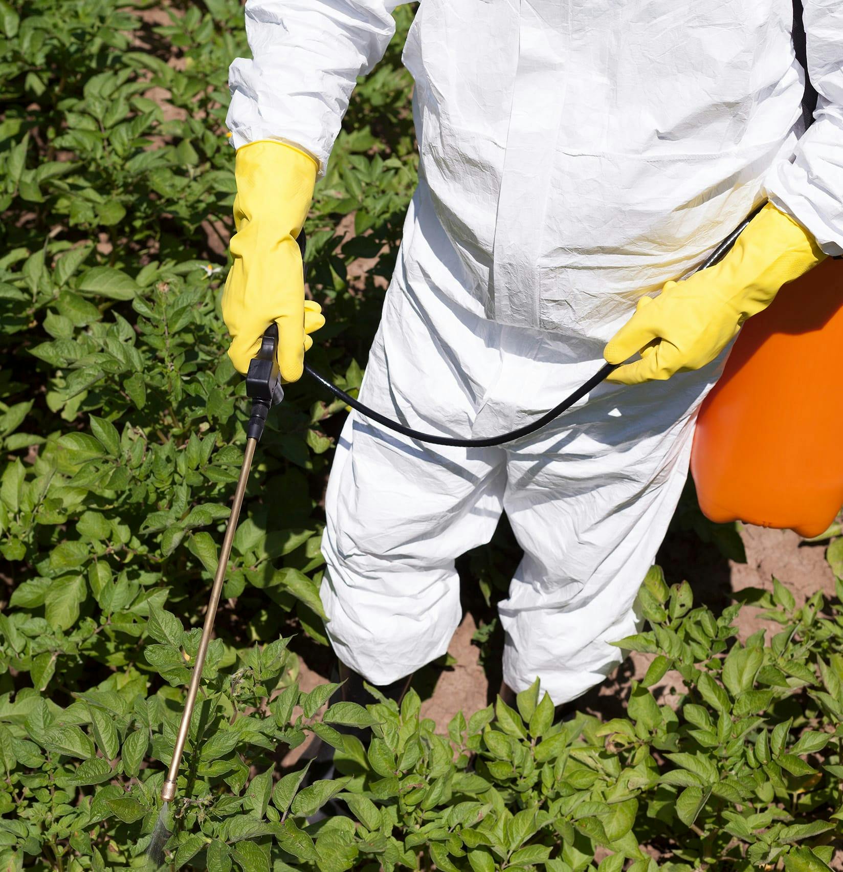 Man spraying chemicals on plants